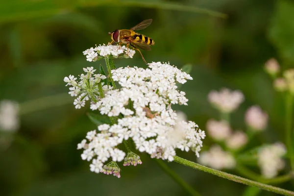 Wasp White Flower Collects Nectar Pollinates Flowers — ストック写真