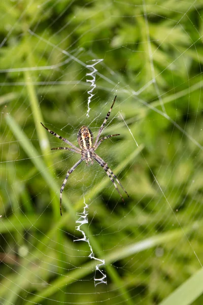 Krzyż Jego Web Spider Bliska — Zdjęcie stockowe