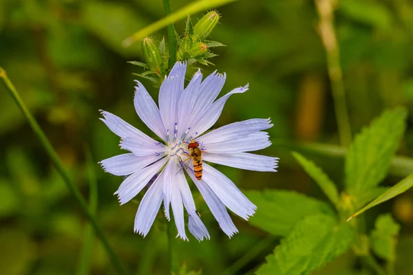 少し蜂が花から蜜を収集し クローズ アップ マクロの世界 — ストック写真