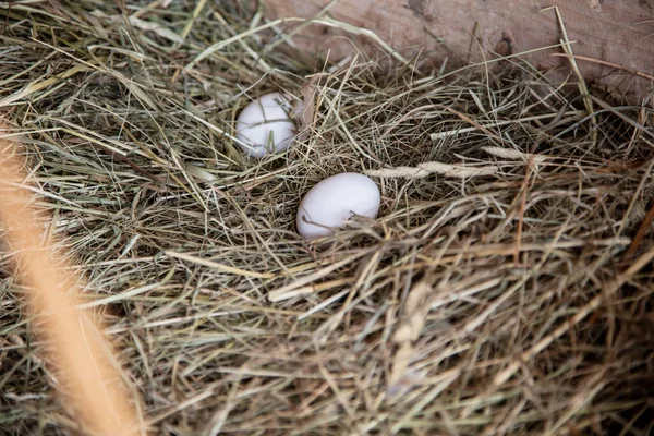 Two Chicken Eggs Lay Straw — Stockfoto