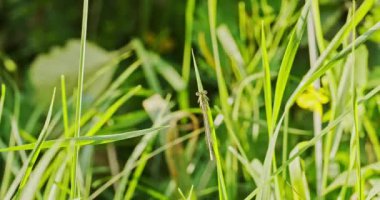 Yusufçuk çimenlerin arasından uçar.