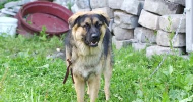 Zincire vurulmuş büyük bir köpek çimlerin üzerinde oturur.