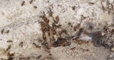 Karınca yuvasından büyük uçan karıncalar çıkar.