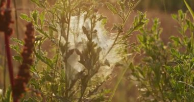Örümcek ağlarıyla kaplı çalılar, gün batımında görüş