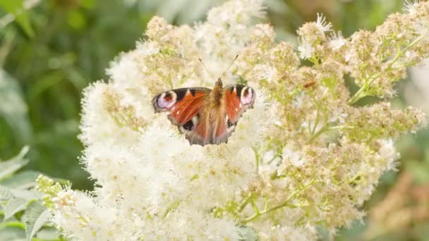 Una Hermosa Mariposa Extiende Sus Alas Vuela Lejos Flor — Vídeos de Stock
