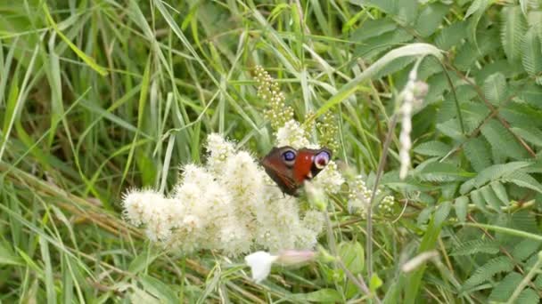 Ein Schöner Schmetterling Sitzt Auf Einer Weißen Blume — Stockvideo