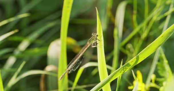 Dragonfly Flies Away Blade Grass View Side — Stock Video