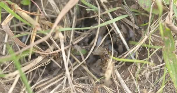 Close Extremo Sobre Formigas Que Saem Formigueiro — Vídeo de Stock