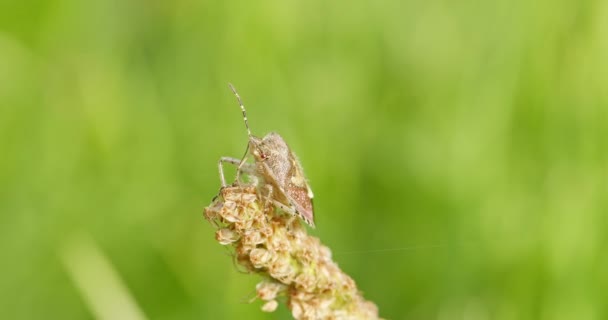 Gros Plan Extrême Insecte Assis Sur Dessus Une Plante Vue — Video