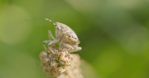 Extreme Close Ups Van Een Insect Bovenop Een Plant — Stockvideo