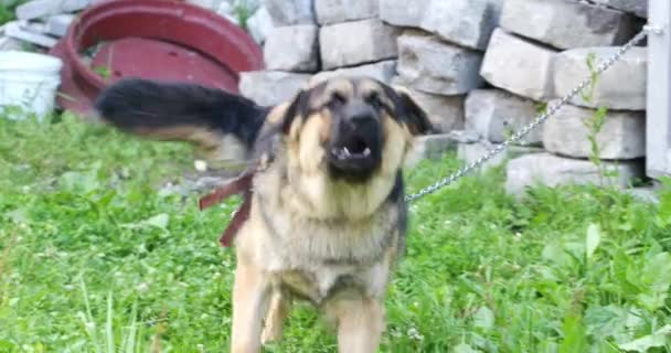 カメラに向かって吠える鎖の上の大きな犬 — ストック動画