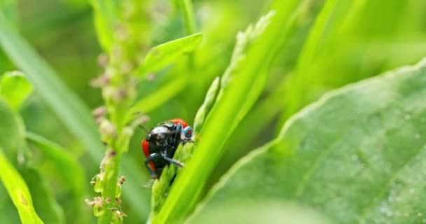 Insect Klimt Het Gras Naar Top — Stockvideo