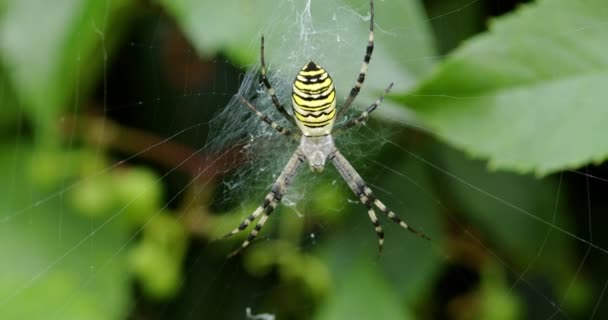 Grote Spin Met Een Gele Buik Zit Zijn Spinnenweb — Stockvideo