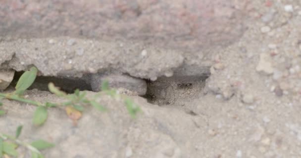 Kleine Schwarze Ameisen Laufen Ihren Gang Entlang Zwischen Steinen Gehauen — Stockvideo