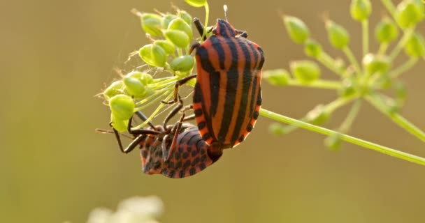 Zwei Insekten Vermehren Sich Indem Sie Sich Einen Grashalm Hängen — Stockvideo