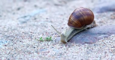 Salyangoz yavaş ilerler, ön manzara