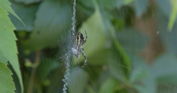 Dangereuse Araignée Garde Une Mouche Dans Toile — Video
