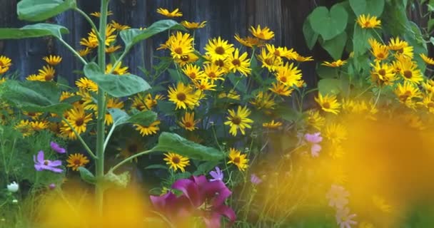 Hem Trädgård Med Blommor Vacker Solros — Stockvideo