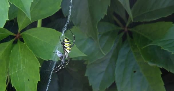 Dangereuse Araignée Garde Victime Dans Une Toile Vue Côté — Video