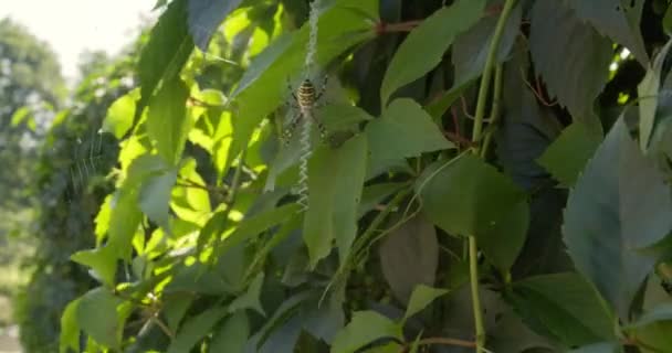 Araignée Menaçante Est Assise Sur Toile Attendant Victime — Video