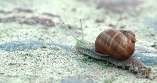 Escargot Marche Sur Rue Pierre Vue Latérale — Video