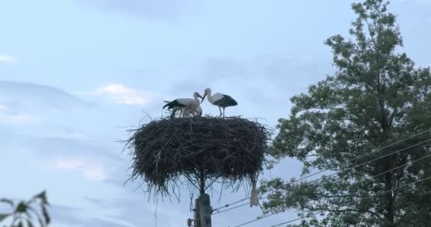 Three Beautiful Storks Sit Nest Located Pole — Stock Video