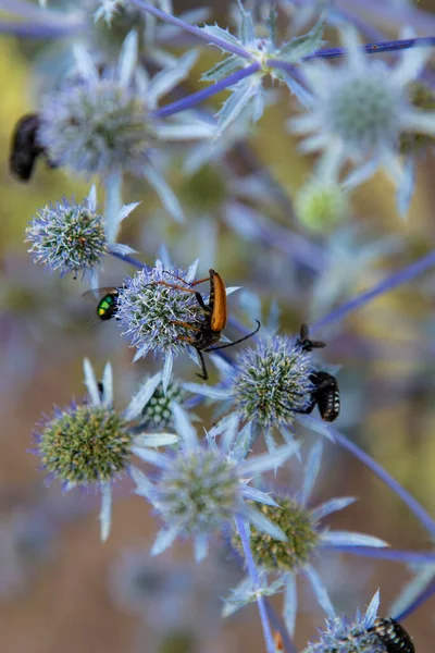 いくつかの昆虫が花の上に座って — ストック写真