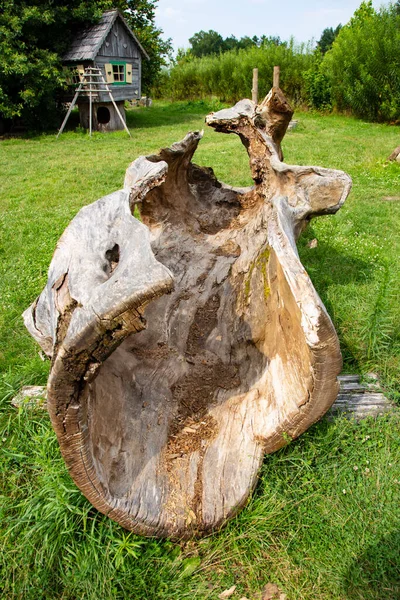 Velho Tronco Gotejado Uma Grande Árvore Encontra Gramado — Fotografia de Stock