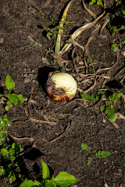 Close One Onion Lying Soil — Stock Photo, Image