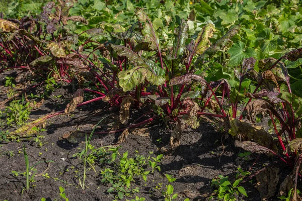 Red Beet Bushes Ecological Garden Side View — Stock Photo, Image