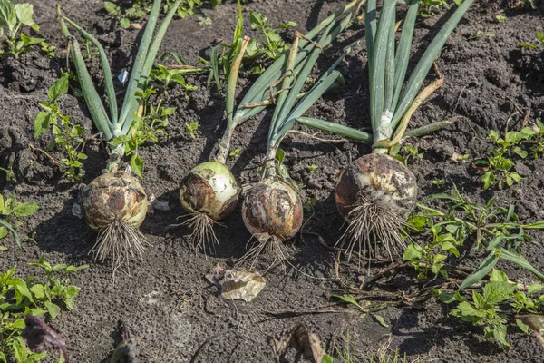 Onion Chives Torn Soil — Stock Photo, Image