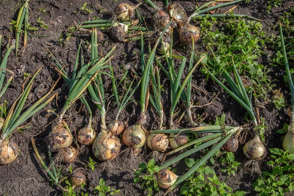 Several Bulbs Lie Next Each Other Torn Straight Soil — Stock Photo, Image