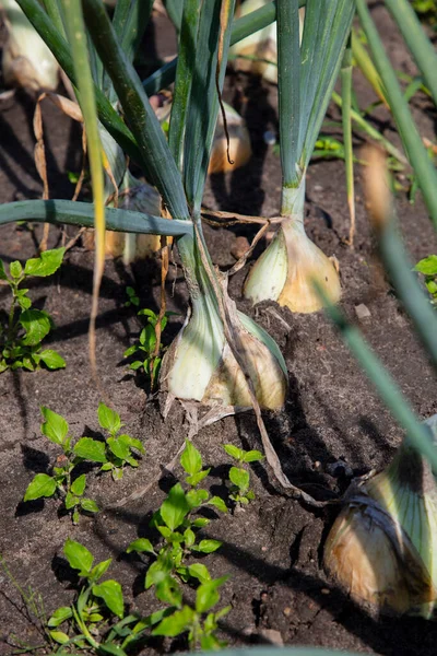 Beautiful Onion Grows Out Soil Close Bulb — Stock Photo, Image