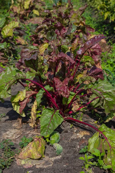 紧贴红甜菜灌木 生态花园 — 图库照片