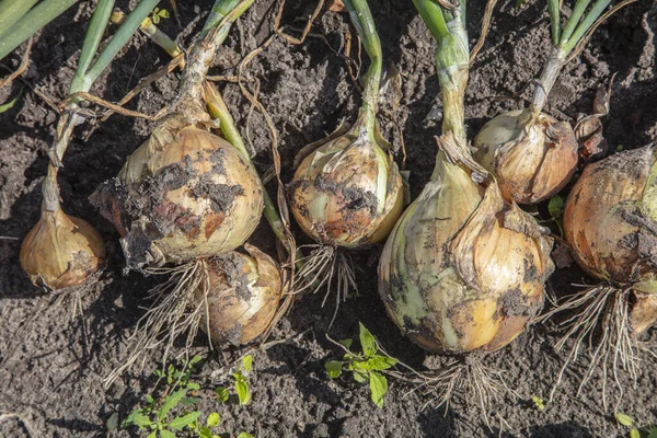 Cebollas Arrancadas Del Suelo Yacen Una Lado Otra Cerca Imagen De Stock