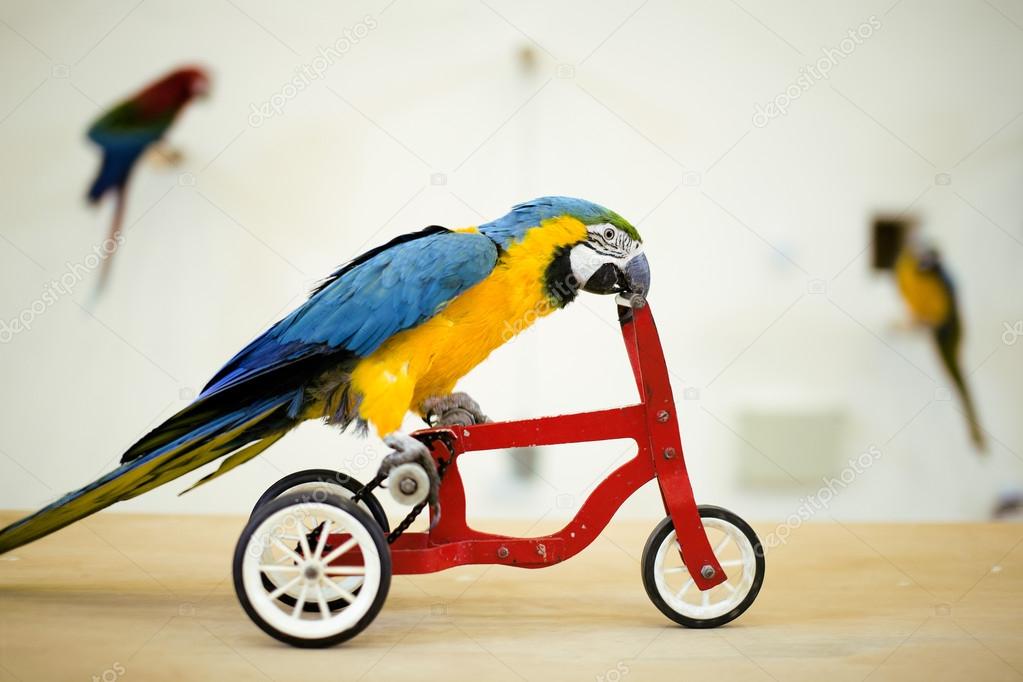 Colorful macaw parrot riding on bicycle — Stock Photo © iordani 43676067