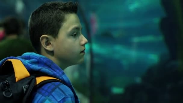 Мальчик наблюдает за акулой в аквариуме — стоковое видео