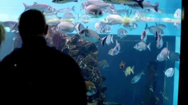 Menschen beobachten exotische Fische — Stockvideo