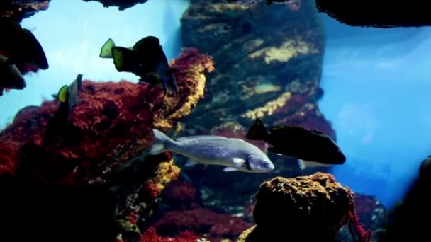 鱼儿在水族馆游泳 — 图库视频影像