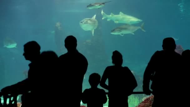 Mensen kijken haaien aquarium — Stockvideo