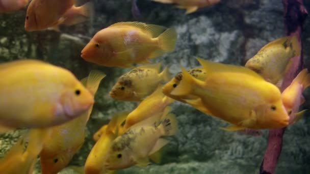 Poisson jaune exotique dans l'aquarium — Video