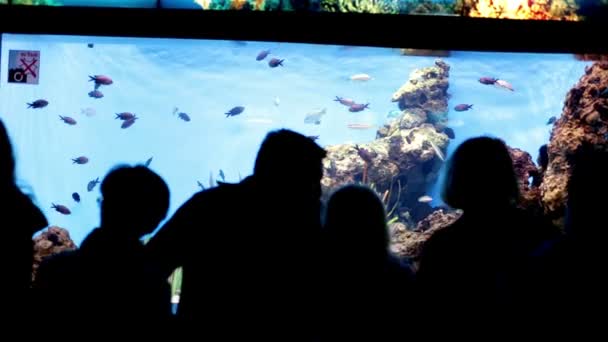 Menschen beobachten Fische im Aquarium — Stockvideo