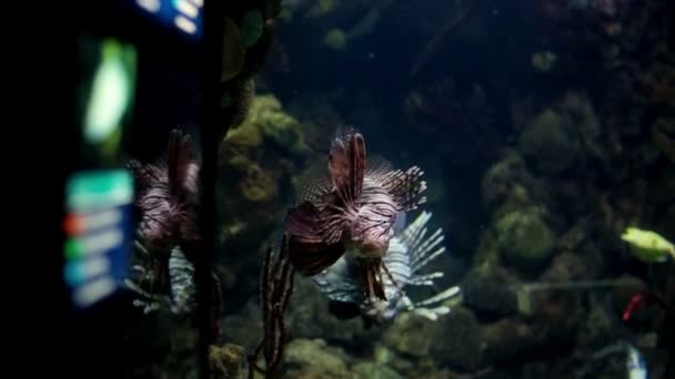水族館でミノカサゴ — ストック動画