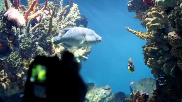 Poisson coloré dans l'aquarium de Barcelone — Video