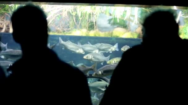 Lidé sledují ryby v akváriu — Stock video