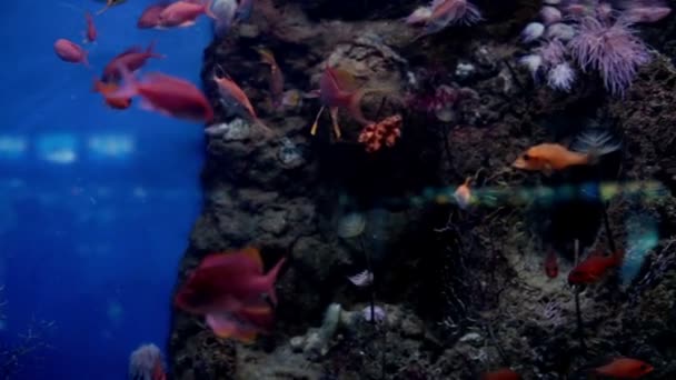Рыба в аквариуме Барселоны — стоковое видео
