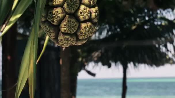 Fruits tropicaux sur palmier — Video