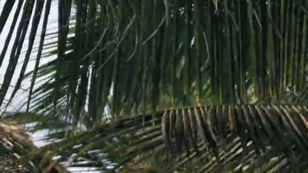 Palm leaves — Stock Video