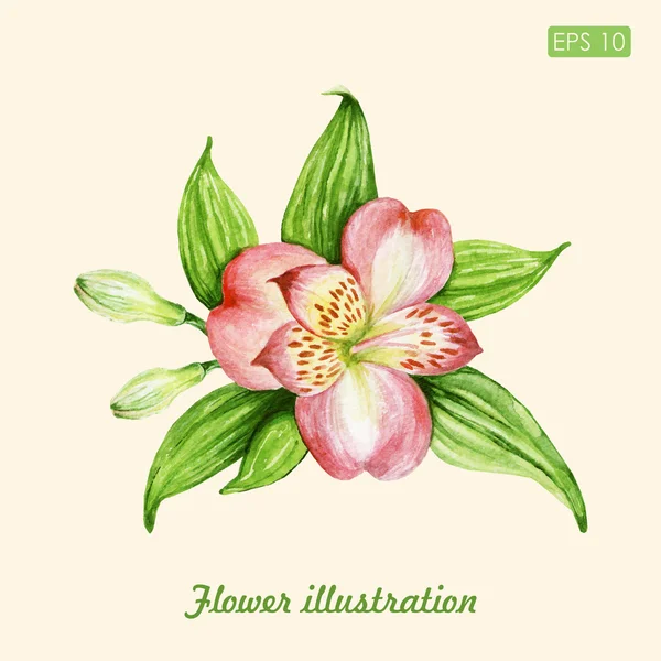 Vector acuarela flor ilustración — Archivo Imágenes Vectoriales