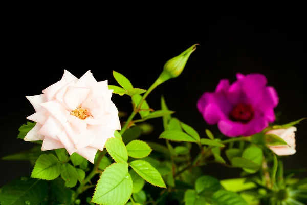 Flowers — Stock Photo, Image